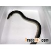 live japanese eel (unagi) from Taiwan