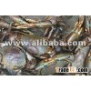 Live Mud Crab