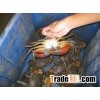 live mud crab