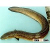 Madagascar Eel (Anguilla mossambica)