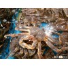 Live Red King Crab