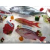 CHILLED YELLOW FIN TUNA (WHOLE)