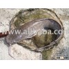 Frozen Organic Catfish