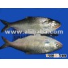 Fresh Hilsa Fish
