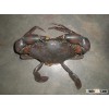 Live Mud Crab