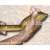 EEL FISH