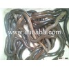 Frozen/Live Fresh Water Eel