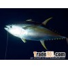 Yellowfin Sashimi grade tuna