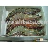 Tiger Shrimps
