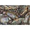 Live Mud crab