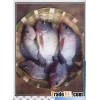 Fresh Tilapia