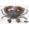 Mud crabs for sale
