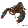 Live Canadian Lobsters