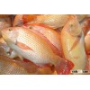 red tilapia fish