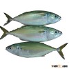 Reef cod, Red snapper, Indian Mackerel, Seer,
