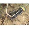 Alive spiny lobster blue ( Panulirus versicolor )