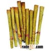 beedi leaves