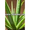 Aloevera