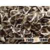 Moringa Seeds