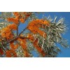 Sea buckthorn