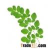 MORINGA LEAVES