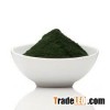 spirulina powder