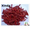 2015 1 st Sanying dried red chili without stem