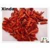 China origin new crop dried chilli