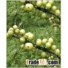 Emblica Officinalis