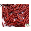 2015 1st Chaotian dried chili