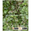 Gymnema Sylvestre