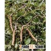 Cordyceps Sinensis