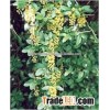 Berberis Aristata