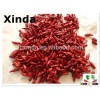 2015 export 1st Bullet dried chili