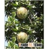 Natural Quince Herbs
