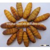 Green food of silkworm chrysalis pupae