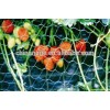 HDPE Plastic Anti Bird Net