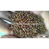 Vietnam high quality Cassia Tora seed