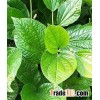 PURE BETEL LEAF