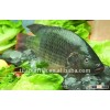 Whole Cleaned Gutted Scaled Tilapia