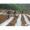 Agricultre manufacturing HDPE membrane mulching fabrication