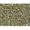 Europe quality Indian Fennel Seed Manufacturer, Producer