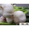 Agricultural products, garlic