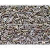 Dill Seeds