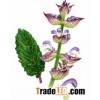 Clary Sage Oil