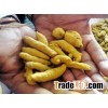ORGANIC TURMERIC FINGERS