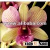 Dendrobium Buddhamonton Yellow, orchid plants
