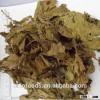 folium mori factory direct supply sang ye dried Mulberry leaf