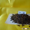 High budding rate Seabuckthorn seeds for planting