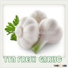 HOT SALES FRESH GARLIC PURE WHITE WITH BEST QUALITY